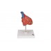 klasyczny model serca człowieka, 2 części - 3b smart anatomy - 1017800 [g08] 3b scientific modele anatomiczne 6